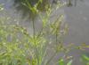 Juncus diffusissimus