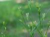 Juncus diffusissimus