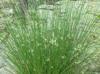 Juncus effusus