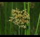 Juncus effusus