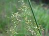 Juncus effusus