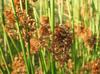 Juncus effusus