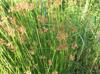 Juncus effusus