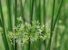 Juncus effusus