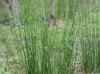 Juncus effusus