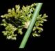 Juncus effusus