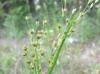 Juncus marginatus