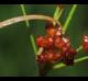 Juncus marginatus