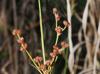 Juncus marginatus