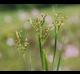 Juncus marginatus