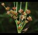 Juncus marginatus