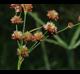 Juncus marginatus