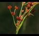 Juncus marginatus