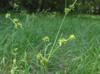 Juncus polycephalus