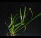 Juncus repens