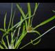 Juncus repens