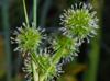 Juncus scirpoides