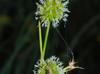 Juncus scirpoides