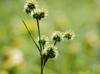 Juncus scirpoides