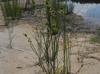 Juncus scirpoides