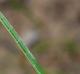 Juncus scirpoides