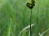 Juncus torreyi