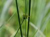 Juncus torreyi