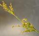 Juncus trigonocarpus