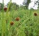 Juncus validus