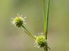 Juncus validus