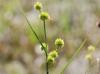 Juncus validus