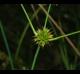 Juncus validus