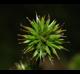 Juncus validus