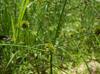 Juncus validus