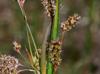 Luzula bulbosa