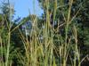 Andropogon gerardii