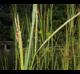 Andropogon gerardii