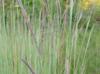 Andropogon gerardii