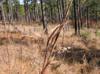 Andropogon gerardii