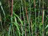 Andropogon gerardii