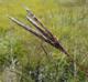 Andropogon gerardii