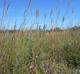 Andropogon gerardii