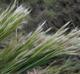 Andropogon glomeratus