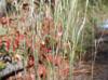 Andropogon ternarius