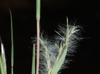 Andropogon ternarius