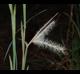 Andropogon ternarius