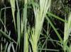 Andropogon virginicus