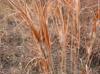 Andropogon virginicus