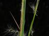 Andropogon virginicus