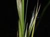 Andropogon virginicus